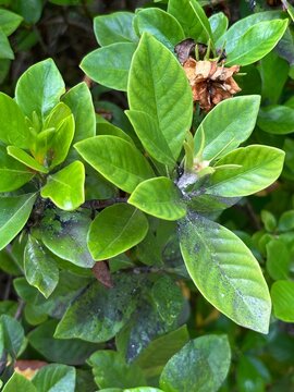 Black stains are caused by black mold, which is often a result of aphids (such as mealybugs or scale insects) feeding on the sap and excreting honeydew, which serves as food for the fungus.