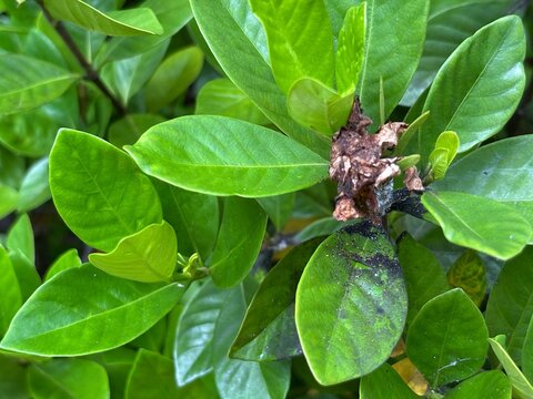 Black stains are caused by black mold, which is often a result of aphids (such as mealybugs or scale insects) feeding on the sap and excreting honeydew, which serves as food for the fungus.
