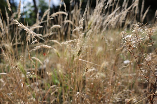 Dry wild grass stalks in a sunny meadow field during late summer season