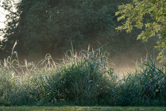 A backlit clump of tall grass glows softly against a misty green backdrop in early morning light. A conifer branch frames the scene in the upper corner.