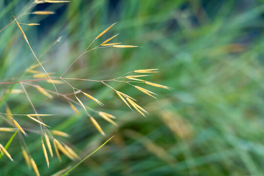 Golden wild oat seeds sway gently above a soft green grass background in warm natural light. Delicate drooping husks catch the sunlight along the slender stem.