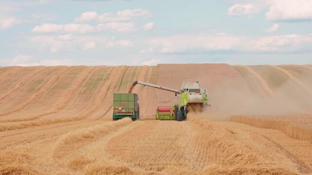 combine harvesters working in a golden wheat field with transporter joining
