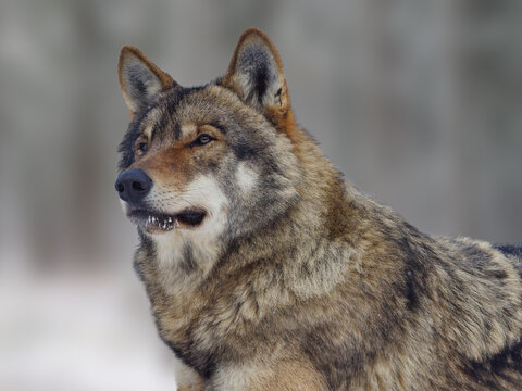 Majestic eurasian wolf close-up profile portrait against blurred background.