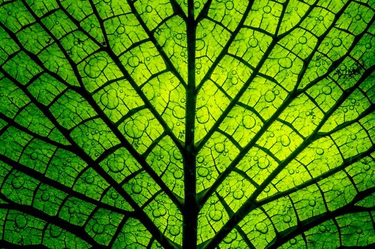 Backlit Close Up of Giant Water Lily Leaf Veins and Water Droplets