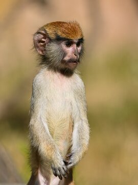 Common patas monkey (Erythrocebus patas)