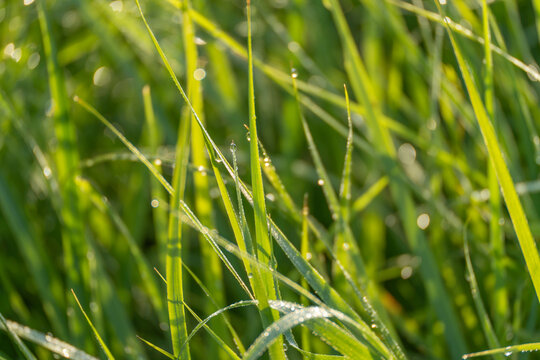 Sunlit grass blades sparkle with fresh morning dew against a softly blurred green field. Delicate water droplets catch the light throughout this close nature study.