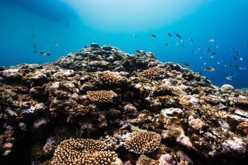 Underwater seascape with schooling fish and coral reef © Satoshi
