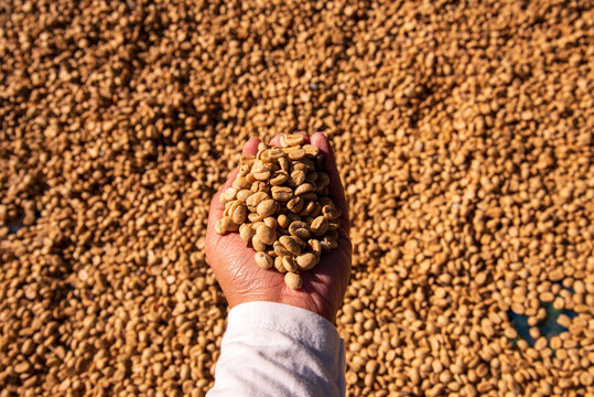 Raw coffee beans heap dry green seed unroasted grain in eco farm. Sun dried Freshness Arabica processing harvest black coffee. Aroma espresso farm plant coffee bean agriculture objects