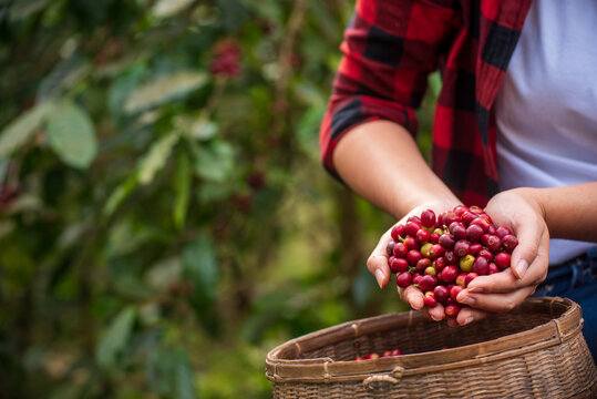 Close up hands coffee selected red ripe bean. Raw coffee beans heap dry red seed. Farmer hands selected waste rod fresh bean in eco farm. Coffee tree agriculture occupation hand holding in basket