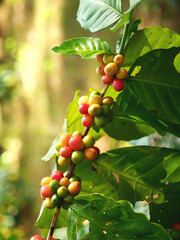 Obraz premium Vertical Horizon Ripe Red coffee bean berry plant fresh seed coffee tree growth green eco organic farm. Fresh green coffee bean. plant farm woman Hands harvest raw coffee beans. Red Ripe Nature
