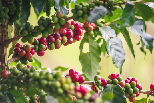 Coffee tree red green bean coffee bean green leaf bush. Red seed coffee bean robusta arabica ripe harvest farm garden. Berry plant fresh seed outdoor agriculture cultivated farmer