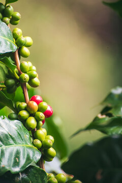 Vertical Coffee tree red green bean ripe seed robusta arabica berry harvest coffee garden. Fresh green coffee bean. Vertical Close up hands harvest red seed basket robusta arabica plant farm outdoor