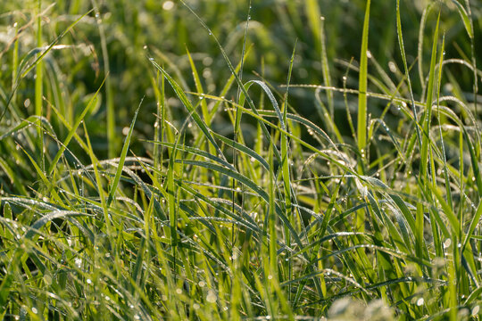 Dew covered grass blades curve gracefully in warm morning sunlight, sparkling with tiny droplets. Soft green blur fills the background of this close meadow scene.