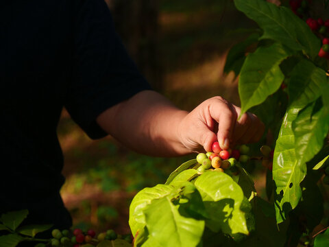Close up hands harvest red coffee seed in basket robusta arabica plant farm. Ripe Red berries plant fresh seed tree growth in green eco farm. Ripe Red berries plant fresh seed coffee tree growth in
