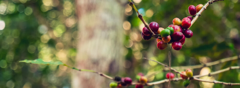 Banner ripe red coffee plant farm woman Hands harvest raw coffee beans. panoramic Ripe Red coffee tree growth green eco organic farm. Banner bean berry plant fresh green seed. Harvest red bean seed