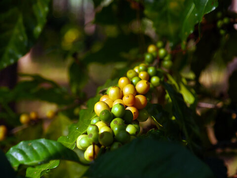 Close up yellow ripe seed berries harvest arabica coffee garden. Man Hands harvest coffee bean ripe yellow berries plant fresh seed coffee tree growth in green eco organic farm. Tropical berry fruit