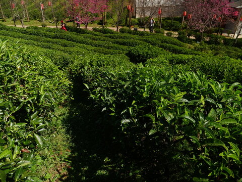 Close up Fresh Tree tea plantation mountain green nature in herbal farm. Freshness herbal green natural garden farmland. Tree tea plantations in morning sun light. Organic farm tender bud herbal