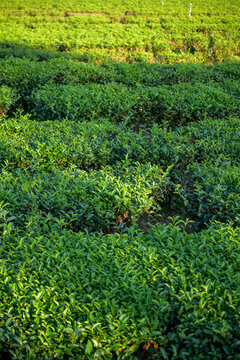 Vertical Tree tea plant green nature farmland. Sunlight Green tea tree camellia sinensis in organic farm. Vertical Close up Fresh Tree tea mountain green nature herbal farm. Organic farm tender bud
