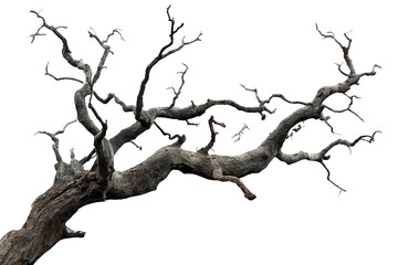 Fototapeta premium Large leafless tree branch with sprawling silhouette