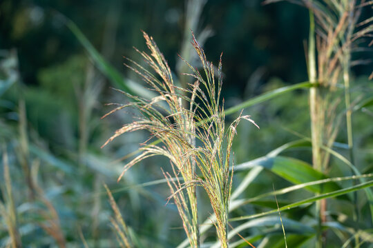 A golden ornamental grass plume glows warmly in backlit sunlight against a softly blurred green field. Delicate feathery seed heads catch the morning glow.