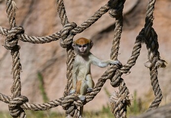 Common patas monkey (Erythrocebus patas) © Hana