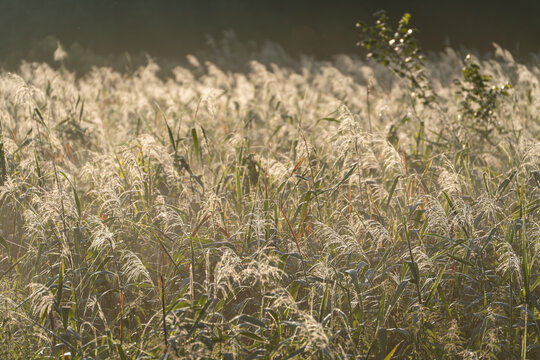A golden backlit reed field glows warmly against a dark distant background at sunrise. Delicate seed heads sway gently across this tranquil countryside scene.