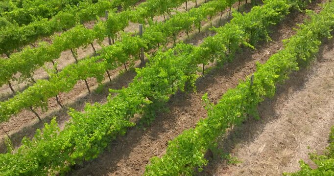 High angle aerial view of neat parallel rows of vibrant green grapevines growing in a lush vineyard field, showcasing agricultural wine production and ripe summer crops in a sunny rural landscape.