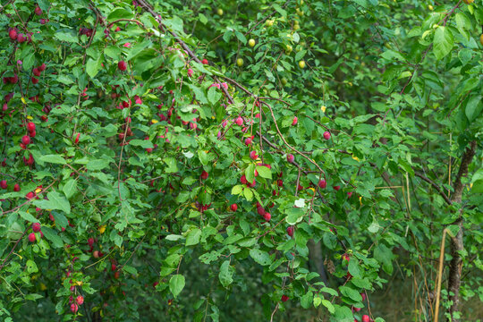 A cherry plum tree displays branches loaded with small red and pink fruits nestled among green leaves. Dense foliage surrounds this wild fruit tree in late summer.