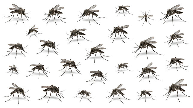 A dense pattern of numerous mosquitoes against a plain white background. Mosquitoes are shown from a slightly elevated side view, with slender dark bodies, delicate transparent wings