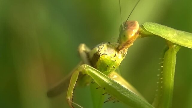 Real Time Macro Mantis Biting Insect Prey Wildlife Survival 4K