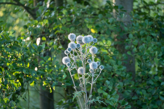 Spherical blue gray globe thistle blooms rise above lush green forest undergrowth in warm afternoon light. Spiky stems support the unique round flower heads.