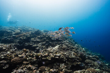 Obraz premium Healthy coral reef with schooling fish in open ocean