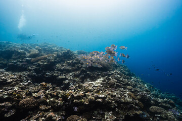 Fototapeta premium Underwater reef landscape with tropical fish and blue water