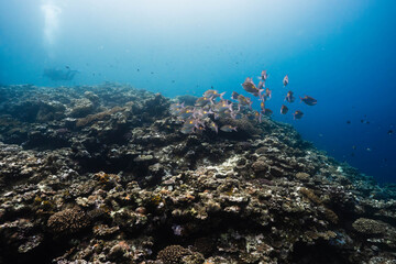 Obraz premium Colorful reef fish cruising over hard coral colonies