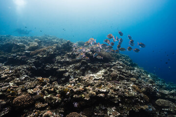 Obraz premium Coral reef wildlife in a pristine tropical marine environment