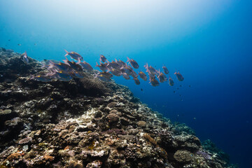 Obraz premium Coral reef slope with a school of tropical marine fish