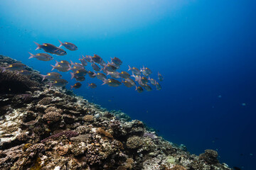 School of snapper swimming above a tropical coral reef © Satoshi