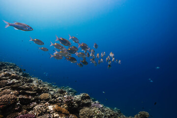 Scenic tropical coral reef with fish against deep blue water © Satoshi