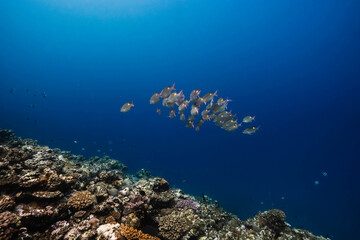 Obraz premium Tropical underwater landscape featuring schooling fish