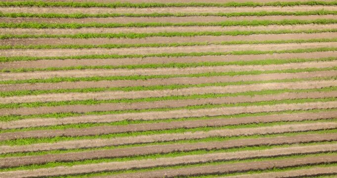 Top-down aerial view of vibrant green crops planted in perfectly parallel straight rows across a dry brown agricultural field, creating an abstract geometric pattern of rural farming land. Zenith shot
