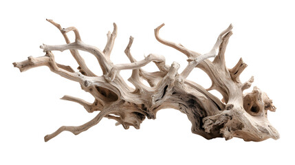 Fototapeta premium Driftwood root sculpture formation on white background with unique driftwood environmental ecological decorative ornamental weathered structure