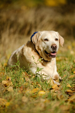 A walk with my beloved Labrador in the park in autumn. An autumn walk with my beloved dog.