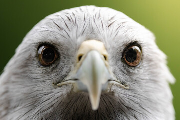 Fototapeta premium Extreme closeup of a bird of prey face with sharp beak and piercing eyes against a soft green background.