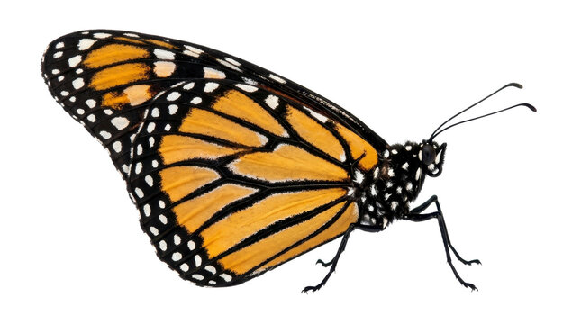 Monarch butterfly insect profile on a transparent background PNG image