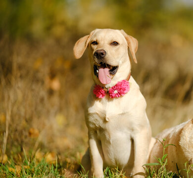 A walk with my beloved Labrador in the park in autumn. An autumn walk with my beloved dog.