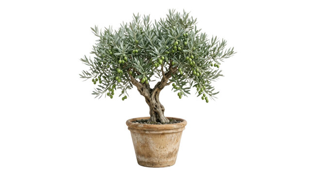 Olive tree with green fruits in clay pot on a transparent background PNG file