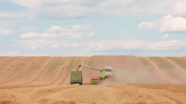 combine harvesters working in a golden wheat field with transporter joining