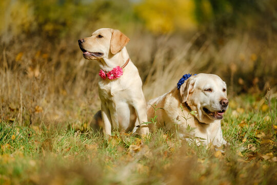 A walk with my beloved Labrador in the park in autumn. An autumn walk with my beloved dog.