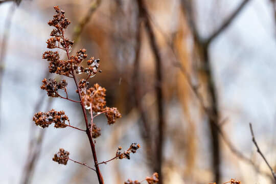 La Tuque, Quebec, 14 May 2026 : Dried plant stem with brown seed heads covered in water droplets during cold weather.