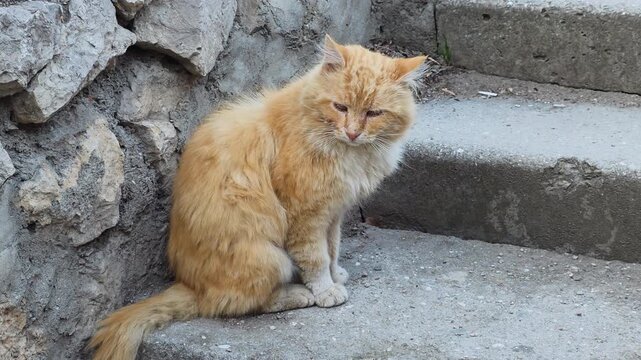 Ginger Cat Sitting On Concrete Steps, Matted Fur And Whiskers, Watchful Amber Eyes, Stone Wall Backdrop, Urban Alley Setting, Quiet Resilient Mood Conveying Stray Survival And Gentle Dignity